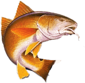 Crystal River Fishing Charters & Homosassa Charters